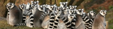 Madagascar Adventure