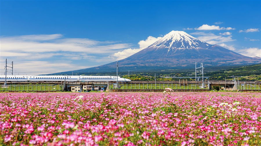 Shinkansen/Japanese Bullet train through Mount Fuji & Shibazakura