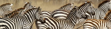 Vic Falls to Kenya
