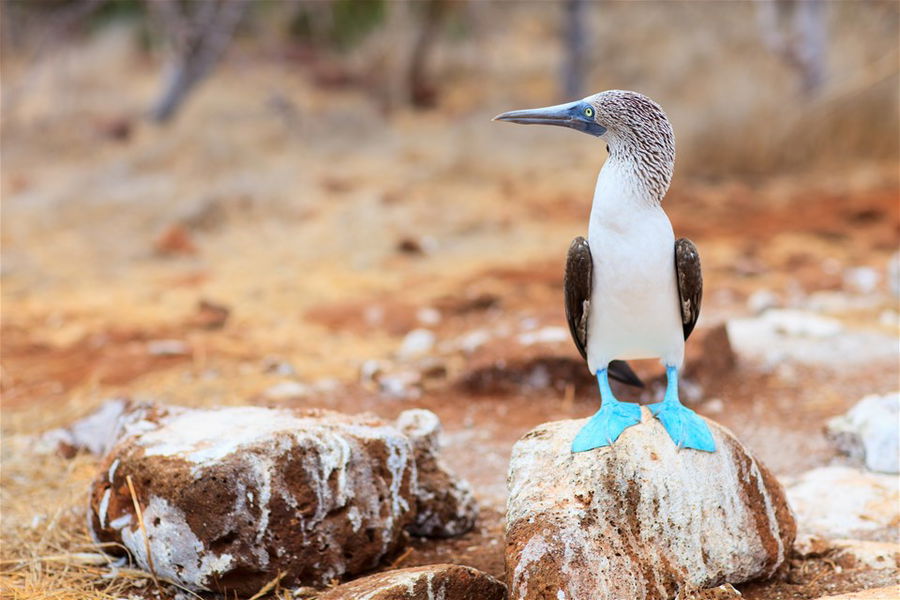 A Blue-footed Boobie on a beautiful beach on North Seymour Island, Galapagos Islands,