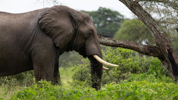 Signature: Southern Africa's Highlights, Cape Town to the Okavango Delta