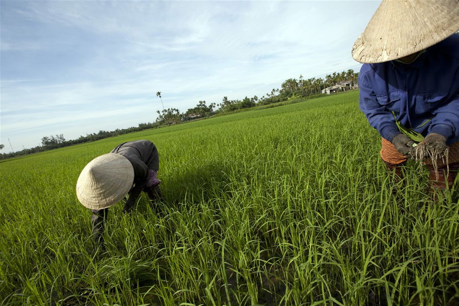 Women in traditional Vietnamese hats working in a rice field