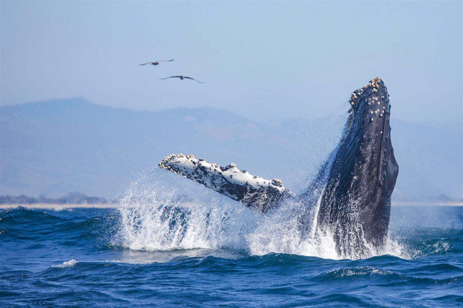 Monterey Whale Watching Trailfinders