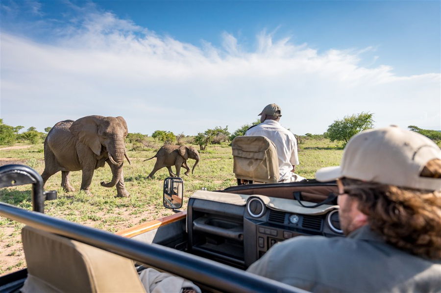 Elephants on a game drive in Africa