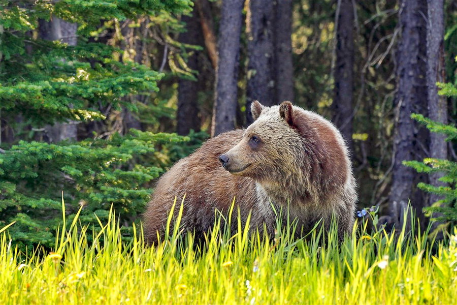 top-10-things-to-do-in-jasper-canada-tales-from-the-trail-trailfinders