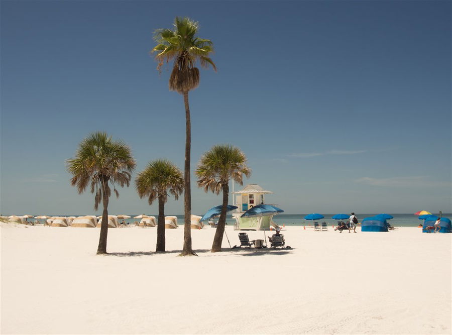 Palm trees on Clearwater Beach, Florida