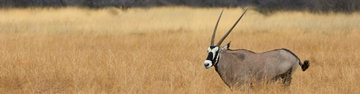 18 to 35s Essential African Safari