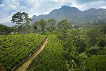 Lush green plantations in the stretch towards in the mountains in the Tea Country, Sri Lanka.