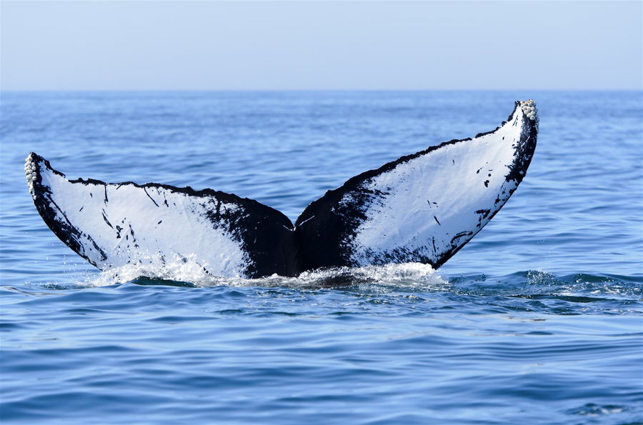 Bay Of Fundy And Acadian Explorer Trailfinders Ireland