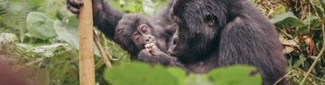 Beaches, Game Parks & Gorillas