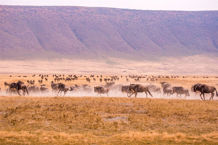 Herd of gnus and wildebeests in the Ngorongoro crater National Park, Wildlife safari in Tanzania, Africa