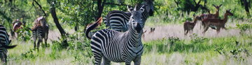 Stone Town to Vic Falls