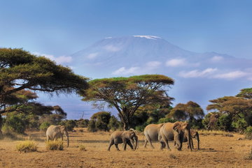 Classic East Africa