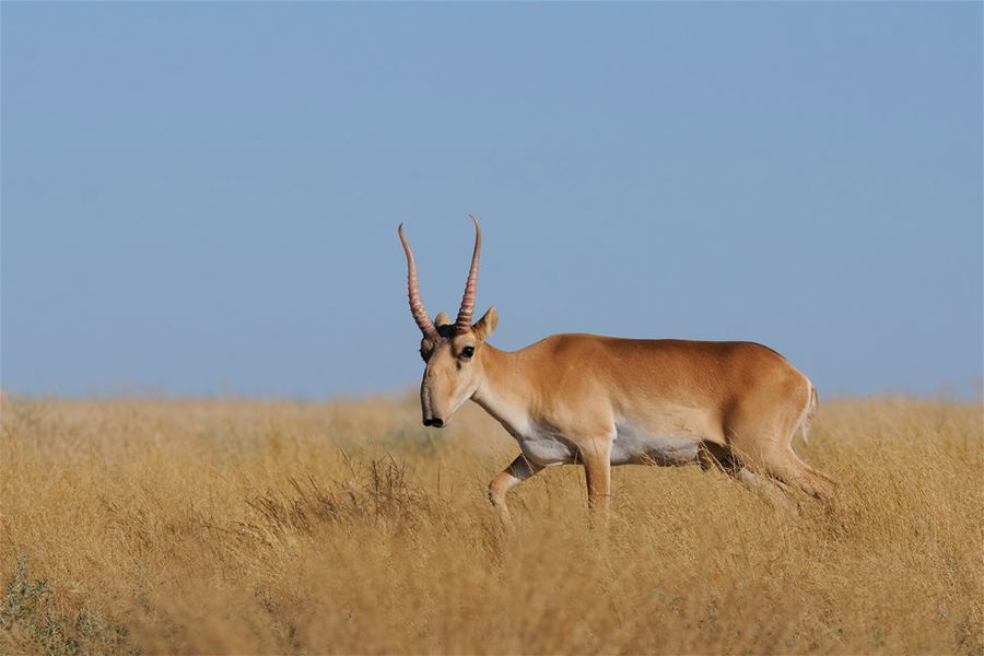 Wild male Saiga antelope