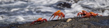 Galapagos Discovery