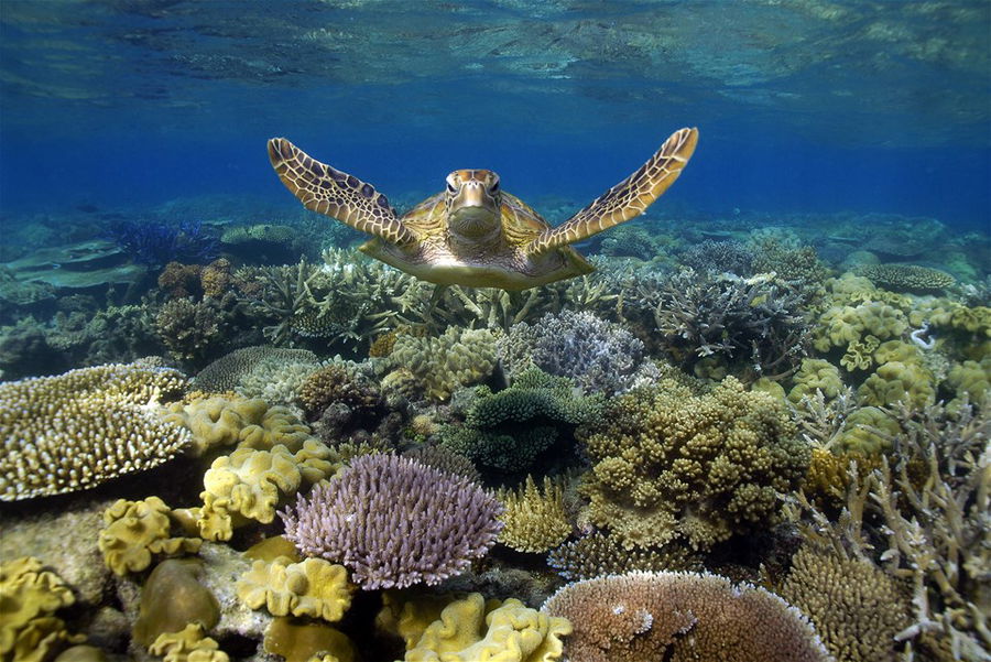 A turtle swimming on the Great Barrier Reef in Australia