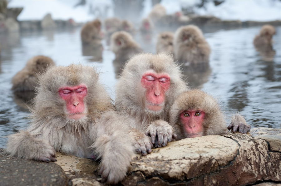 A group of snow monkeys in a hot spring, Japan