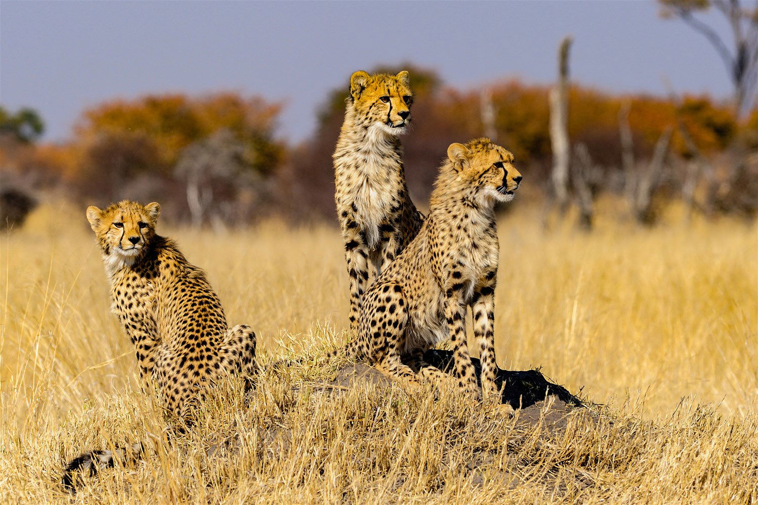 Hwange National Park