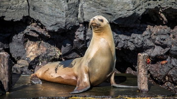 Galapagos - East, Central, & West Islands aboard the Eden