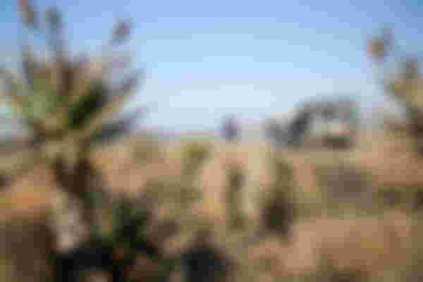 Guided Battle of Spioenkop Tour