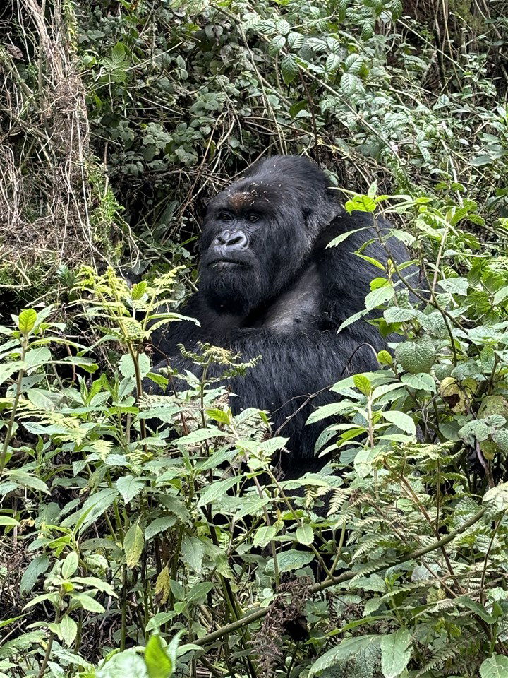 A silverback gorilla in Rwanda