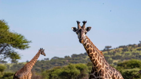 Zimbabwe to Kenya Overland Safari & Participation Camping
