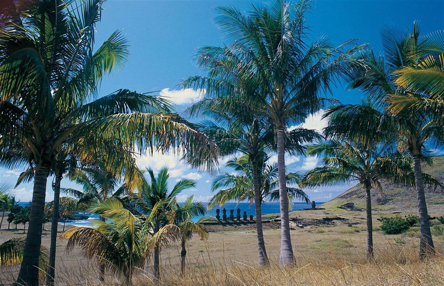 The beach behind a row of palm trees on Easter Island