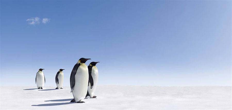 Penguins in Antarctica