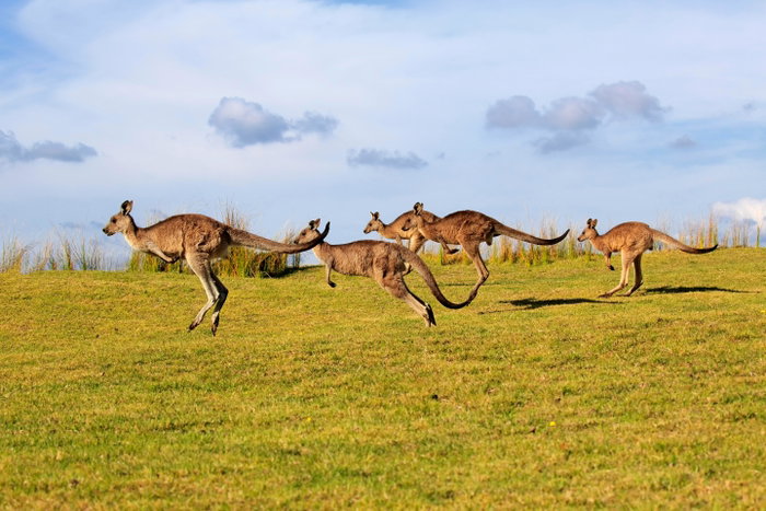 animal australasia australia australian eastern grey kangaroo eastern grey kangaroos macropus giganteus grass green gregarious animal group group of animals herd herd jumping over meadow hop jump kangaroo maloney beach mammal many many animals marsupial mammal natural environment nature new south wales no people several several animals wild animal wildlife wildlife photography