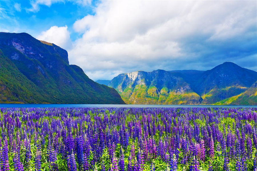 Purple flower meadow in fjords of Norway