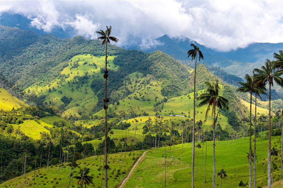 Towering giant wax palms in Cocora Valley near Salento, Colombia