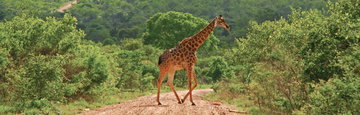 Kruger Lodge Experience