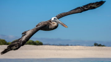 Galapagos - North, Central, & South Islands aboard the Eden
