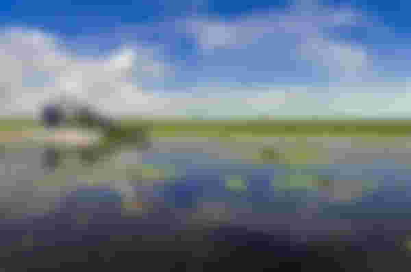 Bamurru Plains, Mary River Floodplains