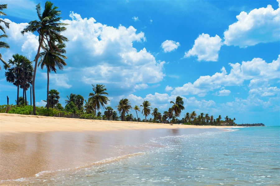 Palm trees line Nilaveli beach in Trincomalee, Sri Lanka