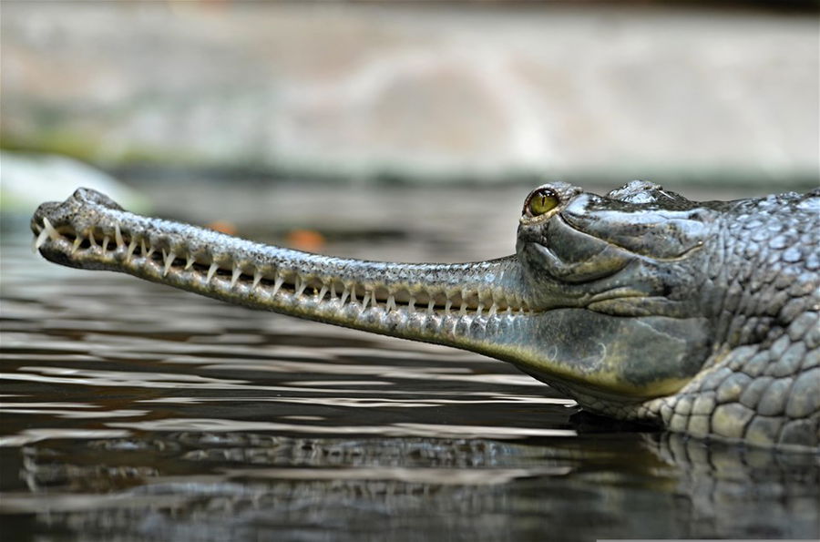 Gharial in India