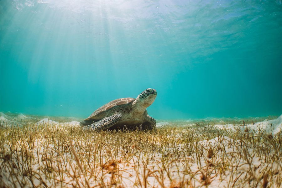 A turtle on the great barrier reef in Australia