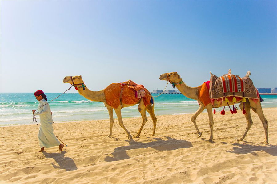 A local man offering camel rides on Jumeirah Beach in Dubai