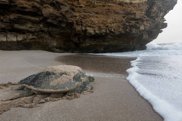 Ras Al Jinz Turtle Reserve