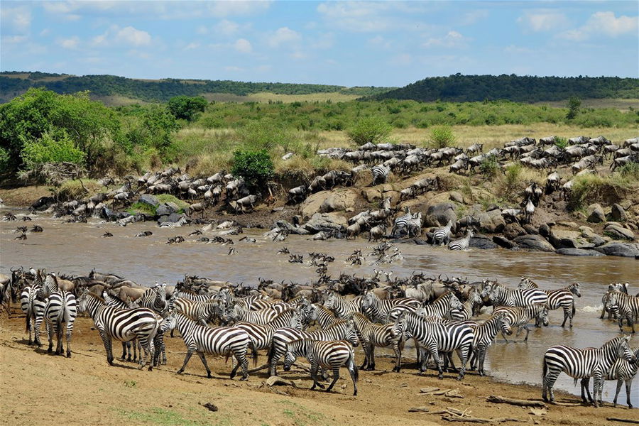 Zebras and wildebeest cross a river during the great migration in Kenya