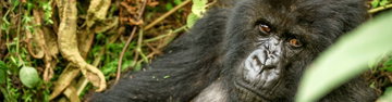 Gorillas to Vic Falls