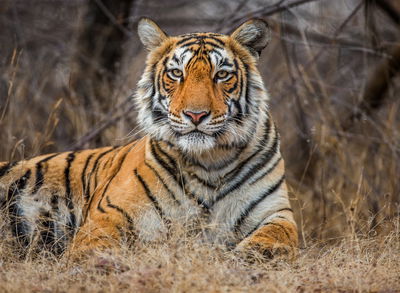 India is officially Cool for Cats