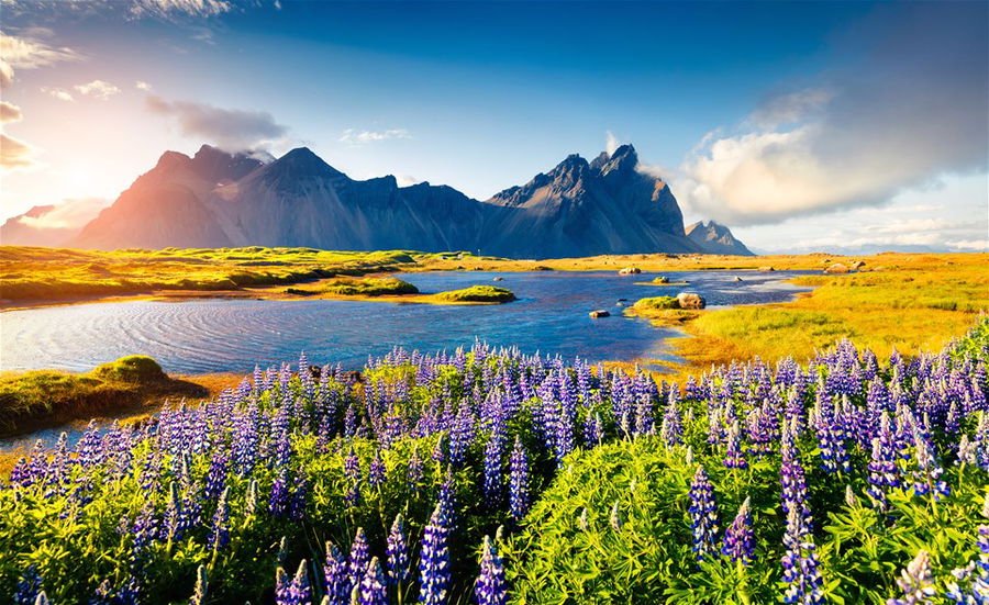 Blooming lupine flowers on the Stokksnes headland in spring, Iceland