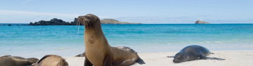 Classic Galapagos: Southern Islands (Grand Queen Beatriz)