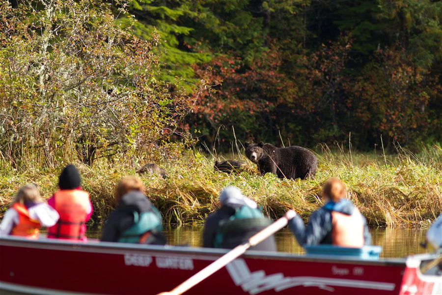 A group of people viewing a bear from a boat in Canada