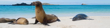 Galapagos Island Hopping - Intrepid