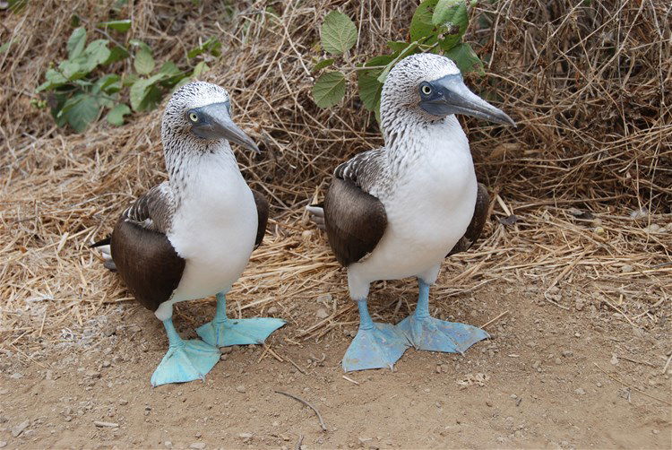 A pair of blue footed boobies in the Galapagos Islands