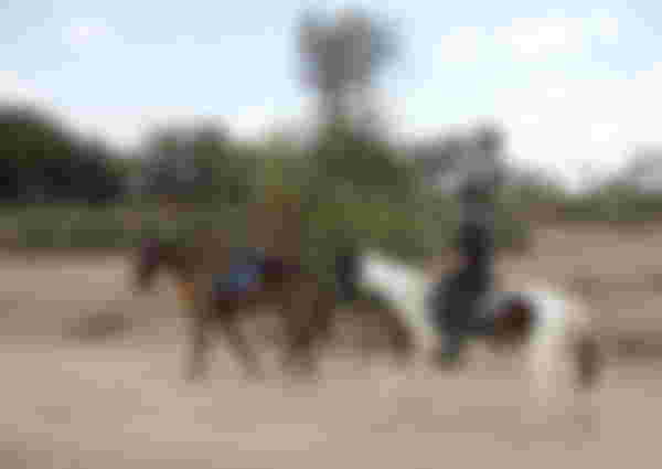 Horse Riding through the Aravalli Hills