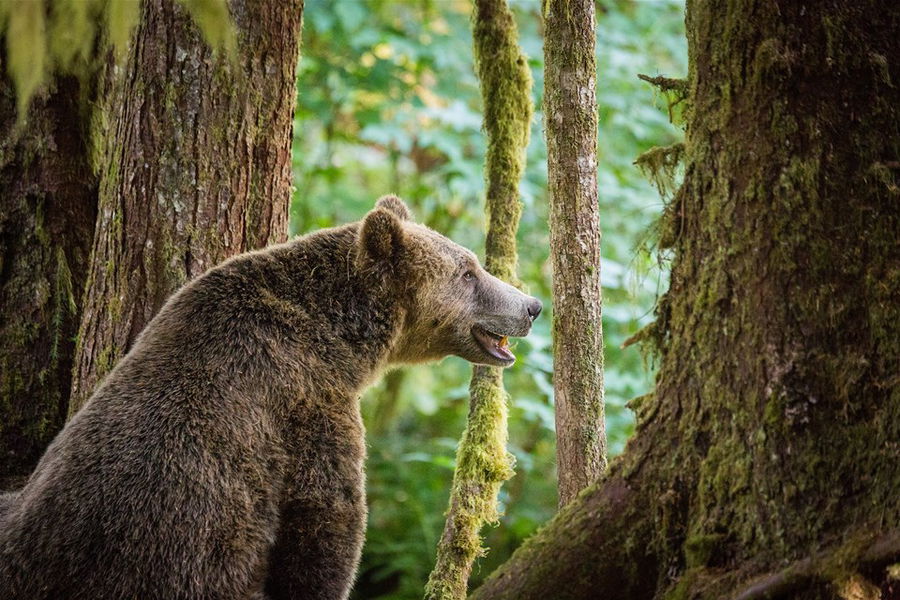 Bear near Knight Inlet Lodge, Canada