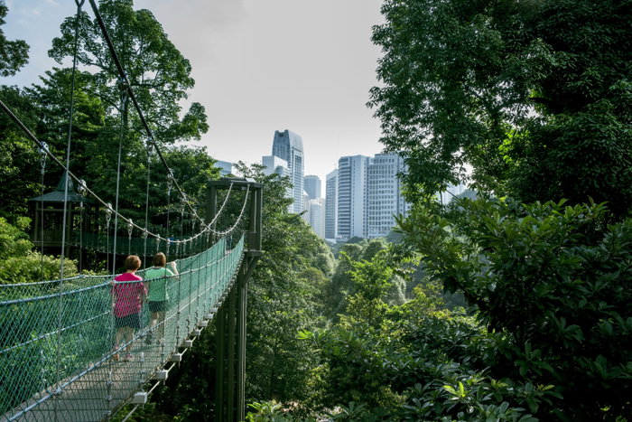 lumpur, kuala, forest, eco, park, kl, rainforest, tourism, tower, bridge, explore, asian, sky, travel, city, tree, building, green, architecture, tropical, jungle, urban, residential, housing, terrain, canopy, suspension bridge, ancient, outdoor, danger, vertical, woody, district, backdrop, scenery, area, treeline, asia, dramatic, dventure, exterior, greenery, high, homes, malaysia, rooftops, tall, treetop, view, walk